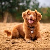 Picture of dog